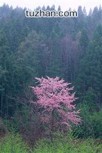 体操赛场奇招百出，高难度动作引人注目