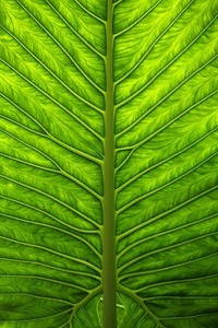 西亚豪强崭露头角，争夺亚洲足球荣耀